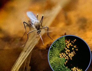 Neues Mücken-Virus breitet sich rasant in Europa aus: Was es so heimtückisch macht