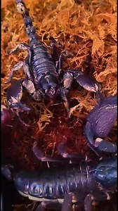bro doesn't like the mature scorpions #insects #foryou #scorpion | Insects wars