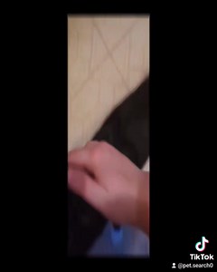 Pet Search on Reels | Facebook