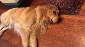 Elizabeth Warren on Reels