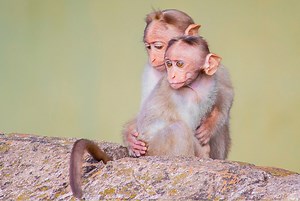 Understanding Why Humans Lost Their Tails | Genetics And Genomics