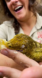 It’s night time so that means it’s dinner time for these Geckos🙌 Sometimes they take too big of a bit and they get my hand😅 Luckily they are very cute and don’t have a super strong bite😁 . . . #gecko #feeding #time #night #banana #cute #adorable #food #bite #hand #feed #eat #funny #funnyvideos #beauty #beautiful #time #wow #wildlife #fbpost #animals #animallovers #life #fun #wild #AmaZing #video #moment #facebook #fb #post #zoo | The Reptile Zoo