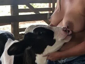 Latina milf breastfeeding Holstein calf