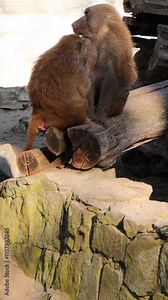 Yellow baboons (Papio cynocephalus) grooming each other outdoors. One baboon searches for fleas on its partner, displaying natural social behavior. vertical video