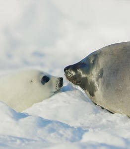 National Geographic | Video by @bertiegregory / A female harp seal and her pup “kiss” on an ice floe in the Gulf of Saint Lawrence, Quebec, Canada. In a colony... | Instagram