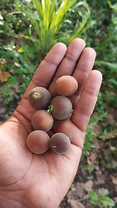 298K views · 3.8K reactions | Sabras que lo tengo en mi mano es muy bueno #salud #remedio | TaPublicado por tu salud | Facebook