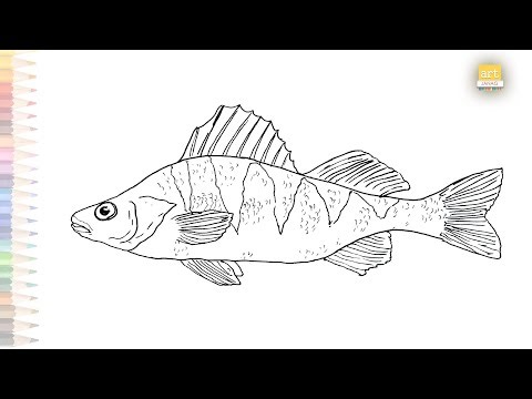 Maryland Yellow Perch fish drawing easy | How to draw Yellow Perch fish step by step | easy drawings