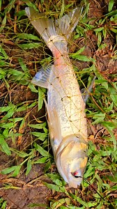 Silver Fish | Kolkata Fishing | Facebook