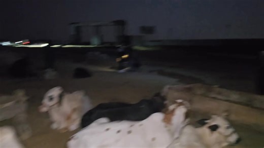 Raat 12 bajay k manazir😍😍😍 Northern bypass mandi 2025 boyss bhi aye hoye hain 🔥🔥 alhumdulliah coverage 1st 2nd troller ka maal😍😍 Admin Yasir♥️ | Karachi Gai Mandi Super,Highway Karachi