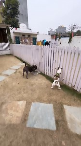 Happy Birthday Brody 🎂 Brody Bunny ki Fight Ho Gai 🐶 | Harpreet SDC