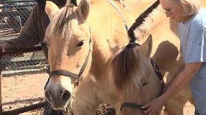 Inside the Tucson Rodeo Parade: 500 horses, 73 wagons, one big day