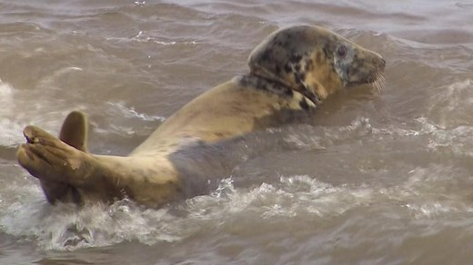 Horsey beach release for injured Norfolk seal Pinkafo