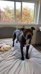 114 reactions · 9 comments | Sending all the good vibes to our handsome boy Chonk Norris ✨ Today’s surgery marks a big step towards his bright future!  Let’s shower him with love and luck as he conquers this surgery! ❤️‍啕 #ChonkStrong #GoodVibesOnly #SurgeryDay #BrightFuture  | One Love Arizona | Facebook