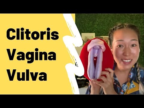 Anatomy of the Clitoris, Vagina, and Vulva (and More!)