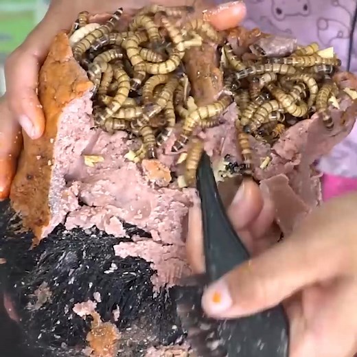 Unbelievable!!! Beautiful Girl Satisfying Biggest Worms On Hole #646 Part 6 | Help remove ticks