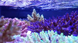 11K views · 165 reactions | "Flow" How much, how hard and how often would you recommend? | Cairns Marine | Facebook