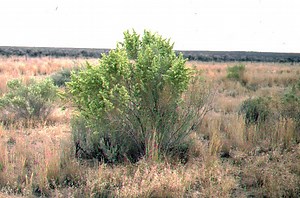 Saltbush - Alchetron, The Free Social Encyclopedia
