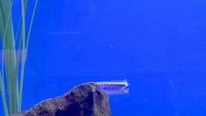 Oreni Tilefish 🐠🐠🐠 #essex #essexbusiness #beauty #allmymoneygoestofish -#video #aquariumsofinstagram #reefaddict #aquariumhobby #lfs #reeftanksofinstagram #aquarium #instareef #allmymoneygoestocorals #instagood #marineaquarium #aquariumfish #reeftanks #aquariumlife #harlow #instagram | Advanced Aquarium Consultancy Ltd //Essex Coral Farm