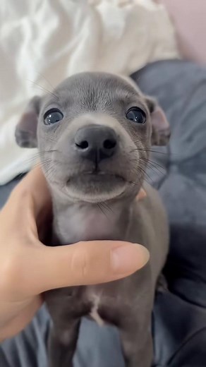 Long Time No See: Italian Greyhound Puppy Reunites