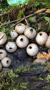 9.4K views · 148 reactions | It’s mushroom season! Look up, down, and...