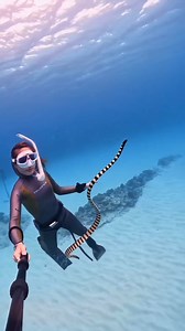 2.6K views · 41 reactions | Would you dive with a Sea snake?  What would you do in this situation?   @celine4174 | Diving Adelaide & Online Dive Gear | Facebook
