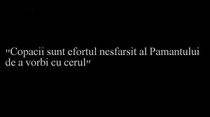 Astazi am fost sa filmam la Cheile Dobrogei si in drumul spre intoarcere am surprins acest individ care taia copaci pur si simplu fara nicio jena cu o drujba de mana. Cand ne-am apropiat de el si l-am luat la intrebari, a fugit pur si simplu pe camp cu masina ca un infractor surprins la furat. A avut intentia sa ne si loveasca cu masina cand a trecut pe langa noi si a vazut ca il filmam. Va rugam sa faceti cat mai multe share uri pentru a arata cum se distrug padurile din Romania copac cu copac.
