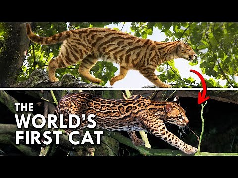 Proailurus: The World's First Cat