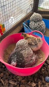 41K views · 1.9K reactions | Poor Ninja was just trying to have a bath in peace But Peanut the pickle had other plans! #chickens #chickensofinstagram #happyhens #chicken #chickensaspets #chickenkeeping #beautiful #beautiful #ilovemychickens #cute #funny #animals #pet #pets #petstagram #petsofinstagram #friends #siblings #sisters #hen #bath #bathtime #peace #peaceful | Eggs and Fluff | Facebook