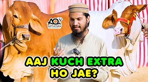 3.9K views · 211 reactions | Kuch NAYA Kuch EXTRA Ho Jae? AQ Cattle & Goats Farm | Cattle Market Karachi Contact for Palai & Purchasing: 0336-0237367 (Whatsapp Only) | Cattle Market Karachi | Facebook