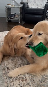 8.5K views · 434 reactions | Playtime !!! | Honey Bear Henry: The Golden Retriever | Facebook