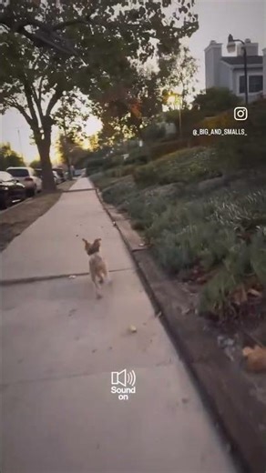 Watch This ADORABLE Dog's First Time Wearing Crocs! #dogs #viralshorts #trendingshorts