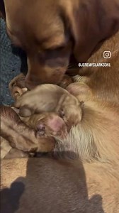 Charlie Ireland has now started preparing an economic table for these puppies #clarksonsfarm