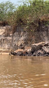 776K views · 14K reactions | A natural moment from the Brazilian Pantanal. #Pantanal #Wildlife #Nature #Brazil | Roger Benedik | Facebook