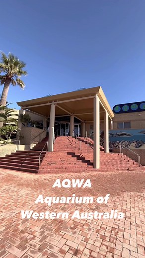 Long Horn Cowfish at AQWA. #aqwa #longhorncowfish #morecowfish#aquarium #AquariumOfWesternAustralia | Perth Theme Parks | Facebook