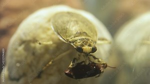 Giant water bug eating a tenebrio beetle with its proboscis