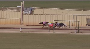 26K views · 791 reactions | Congratulations to trainer, Andy Lord, on a winning treble at Goulburn Greyhound Racing Club today, saluting in three of the Cup heats 磊Nangar Larry - 24.29 掠 磊One Hot Bandit 磊Coin Model #greyhoundracing | THE GREYHOUND GIRL | Facebook