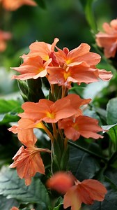 6.8K views · 4.5K reactions | Crossandra Infundibuliformis | My Beautiful Garden | Facebook