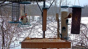 17K views · 2.1K reactions | A Carolina Wren joins the usual suspects...