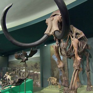 Have a sleepover with the dinosaurs. | Travel Channel