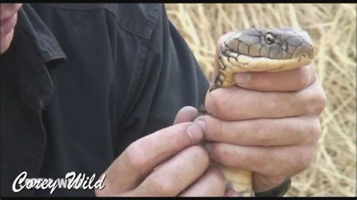 King cobra bites, crocodile attacks, catch and cook with many more wildlife adventurers