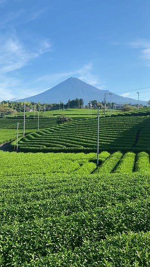 TikTokで毎日富士山さんをチェック！