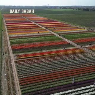 2.4K views | VIDEO — An aerial view from Wednesday, shows vibrant tulip fields in Niagara-on-the-Lake, Canada, as visitors gathered at a local farm to enjoy the sunshine and pick tulips | DAILY SABAH | Facebook