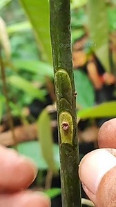 Transplanting avocado rootstock and budding method EP166 #seedlings #plantcare | GardeningFruit