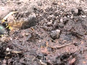 Mellinus arvensis | BWARS