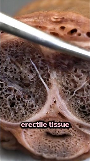 This is How an Erection Works