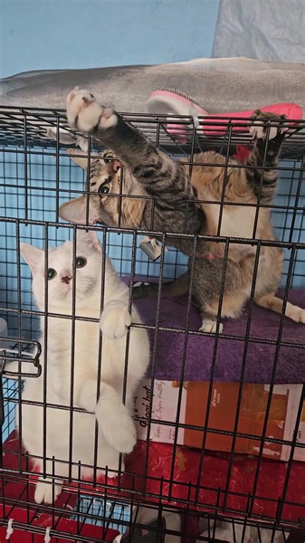 a day full of energy | Tabby Paws