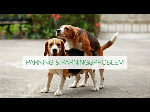 Parning och parningsproblem