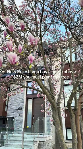 Magnolia Tree: The Unwritten Rule for Toronto Homes Over $2M