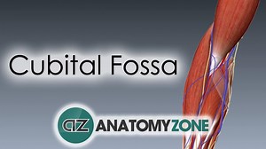 Cubital Fossa - 3D Models, Video Tutorials & Notes | AnatomyZone