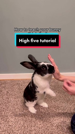 How to teach your bunny tricks! #rabbittok #bunnylover #cutebunnies #pettricks
